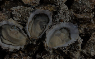 Distribuidores de especiales Gillardeau en Portugal