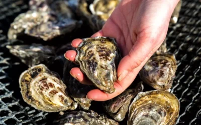 Ostras gillardeau de calidad en Portugal de calidad suprema