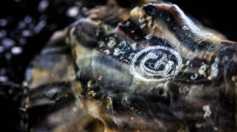 OSTRA ROGIES